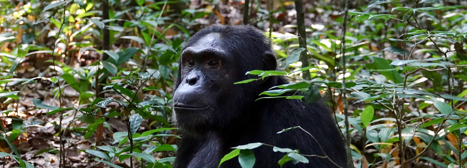 8 Days Uganda Budget Wildlife And Primate Experience Safari